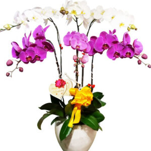 Lan Hồ Điệp Nhiều Màu 13