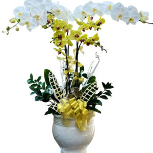 Lan Hồ Điệp Nhiều Màu 15