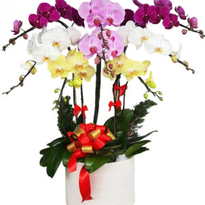 Lan Hồ Điệp Nhiều Màu 24