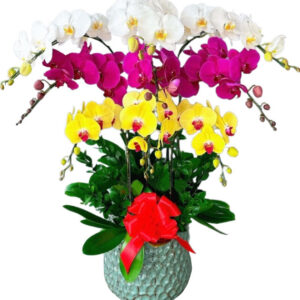 Lan Hồ Điệp Nhiều Màu 26