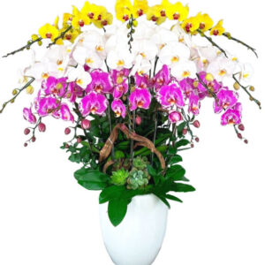 Lan Hồ Điệp Nhiều Màu 29