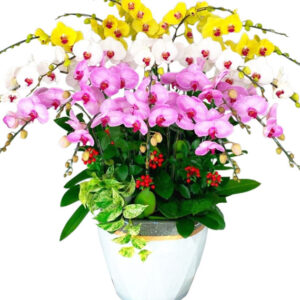 Lan Hồ Điệp Nhiều Màu 30