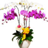 lan ho diep sinh nhat 01