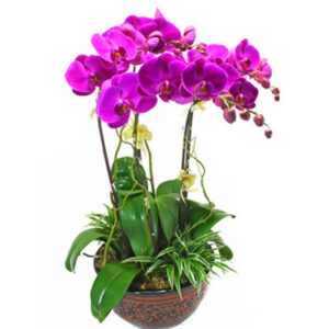 Lan Hồ Điệp Sinh Nhật 03