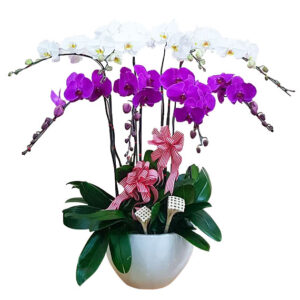 Lan Hồ Điệp Sinh Nhật 04