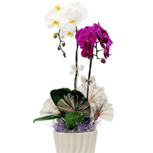 Lan Hồ Điệp Sinh Nhật 05