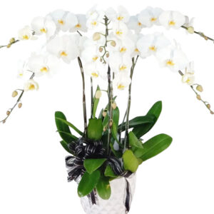 Lan Hồ Điệp Sinh Nhật 09