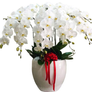 Lan Hồ Điệp Sinh Nhật 11