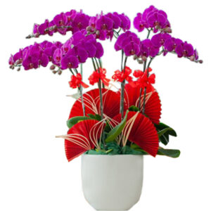 Lan Hồ Điệp Sinh Nhật 13