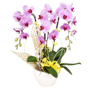 Lan Hồ Điệp Sinh Nhật 17