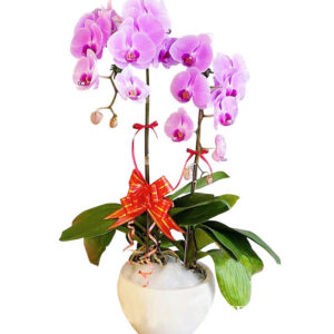 Lan Hồ Điệp Tím 05