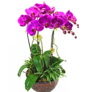 Lan Hồ Điệp Tím 07