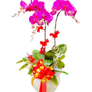 Lan Hồ Điệp Tím 10