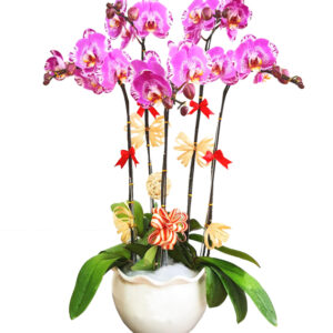 Lan Hồ Điệp Tím 12