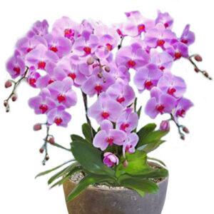 Lan Hồ Điệp Tím 15