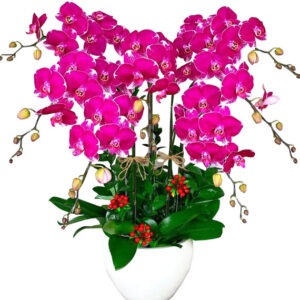 Lan Hồ Điệp Tím 21