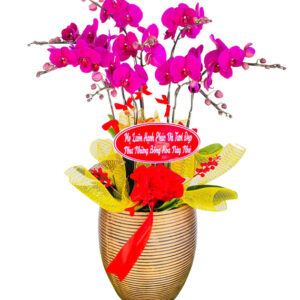 Lan Hồ Điệp Tím 24