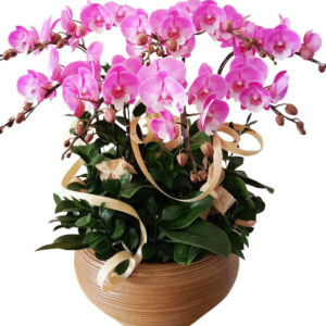 Lan Hồ Điệp Tím 25