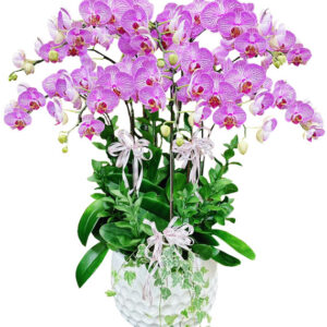 Lan Hồ Điệp Tím 29