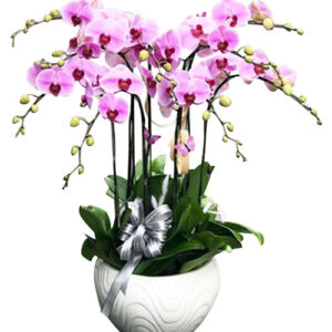 Lan Hồ Điệp Tím 30