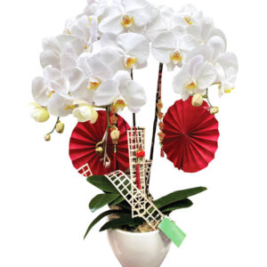 Lan Hồ Điệp Trắng 05