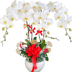 Lan Hồ Điệp Trắng 06