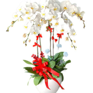 Lan Hồ Điệp Trắng 07