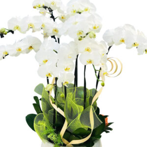 Lan Hồ Điệp Trắng 11