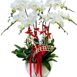 Lan Hồ Điệp Trắng 12