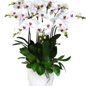 Lan Hồ Điệp Trắng 13