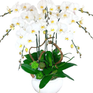 Lan Hồ Điệp Trắng 14