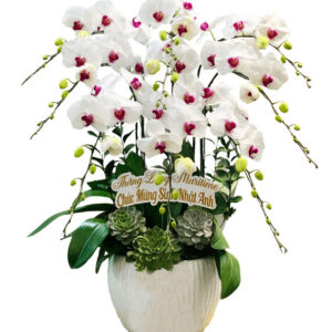 Lan Hồ Điệp Trắng 15