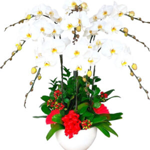 Lan Hồ Điệp Trắng 17