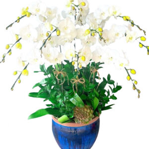 Lan Hồ Điệp Trắng 20