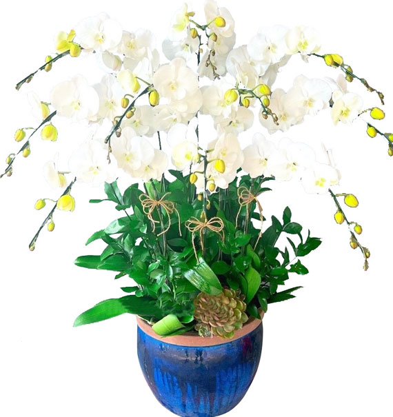 Lan Hồ Điệp Trắng 20 1 lan ho diep trang 20