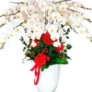 Lan Hồ Điệp Trắng 25