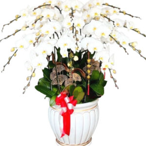 Lan Hồ Điệp Trắng 28