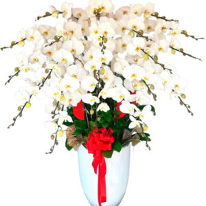 Lan Hồ Điệp Trắng 30