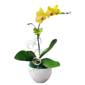 Lan Hồ Điệp Vàng 01