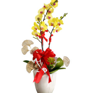 Lan Hồ Điệp Vàng 03