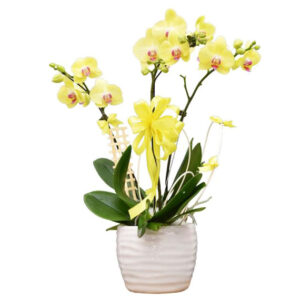 Lan Hồ Điệp Vàng 06