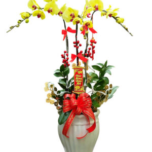 Lan Hồ Điệp Vàng 08