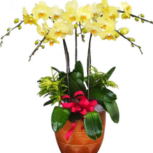 Lan Hồ Điệp Vàng 11