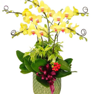 Lan Hồ Điệp Vàng 12