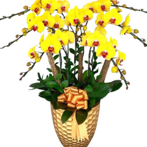 Lan Hồ Điệp Vàng 16