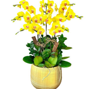 Lan Hồ Điệp Vàng 19