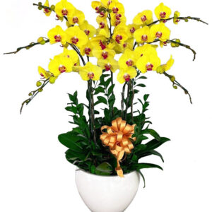 Lan Hồ Điệp Vàng 21