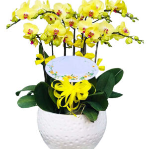 Lan Hồ Điệp Vàng 22