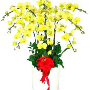 Lan Hồ Điệp Vàng 24