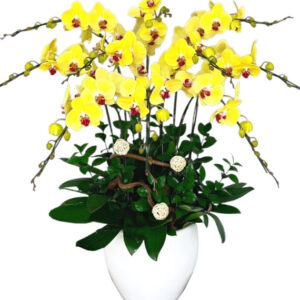 Lan Hồ Điệp Vàng 25